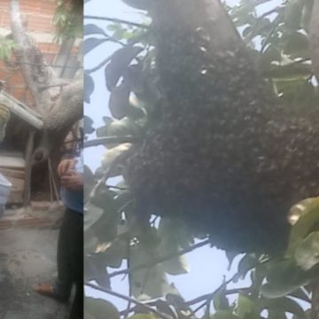 Bomberos de Soledad y Barranquilla controlaron panales de avispas y abejas