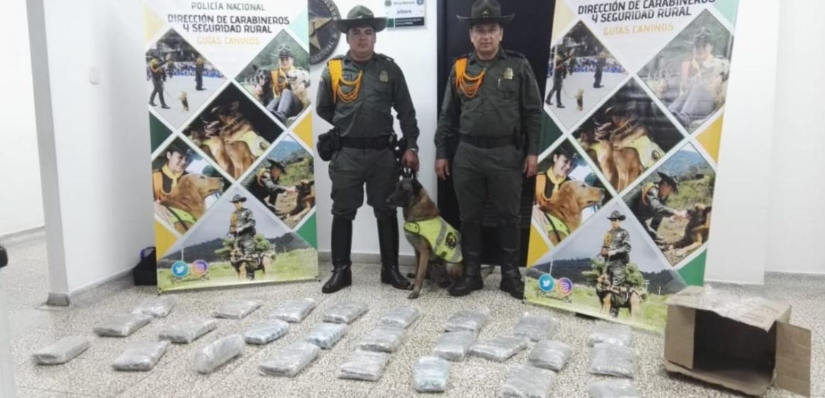 Hallaron 15 kilos de marihuana en una empresa de encomiendas en la calle 30