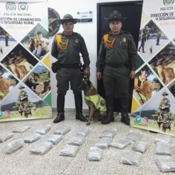 Hallaron 15 kilos de marihuana en una empresa de encomiendas en la calle 30