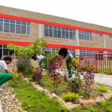 Lluvia de oro, Campanos, Roble amarillo, Bongas, Acacias, Uvita de playa y árboles frutales embellecen los 27 colegios del Gobierno Verano