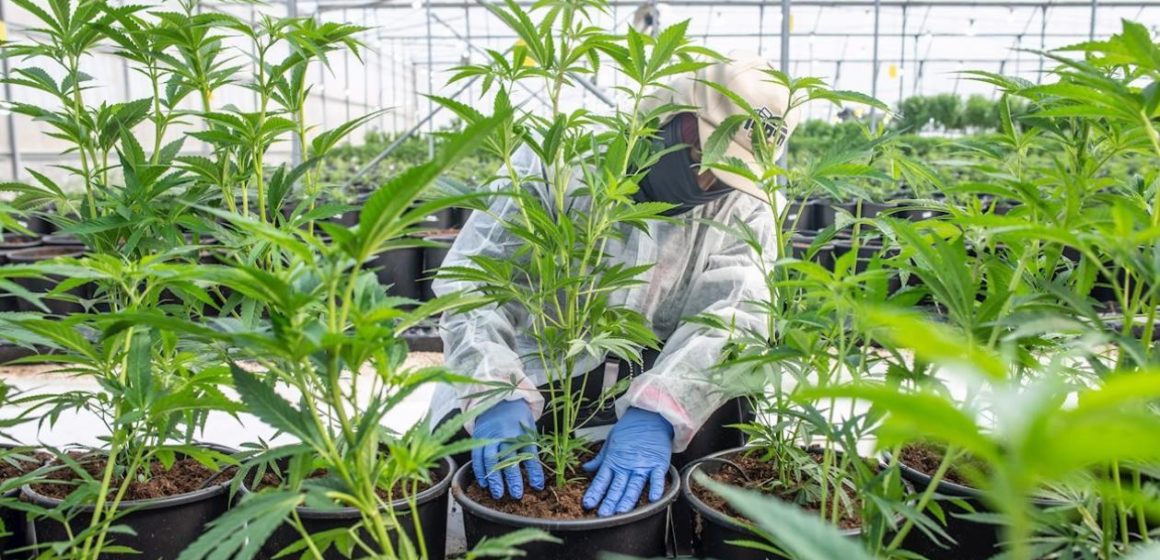 El cannabis medicinal abre nuevas oportunidades a la economía nacional