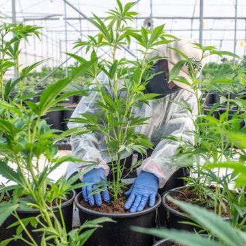 El cannabis medicinal abre nuevas oportunidades a la economía nacional