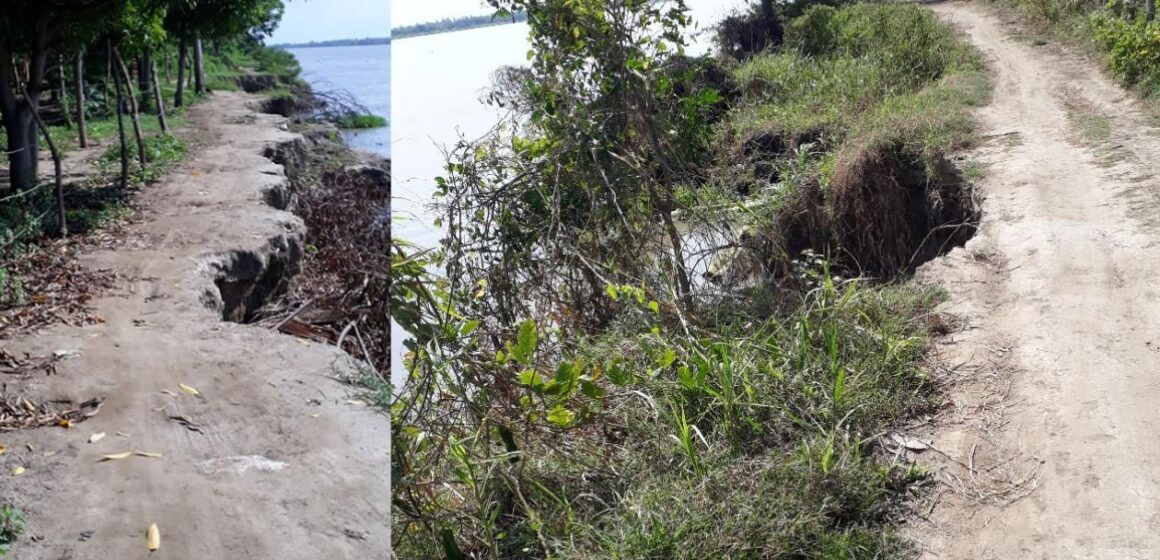 ¡Alarma! Fuerte erosión del río Magdalena amenaza los cultivos en vereda Caimital de Malambo