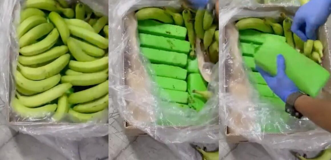 Confiscan 600 kilos de cocaína camuflados en bananos
