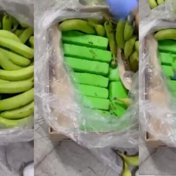 Confiscan 600 kilos de cocaína camuflados en bananos