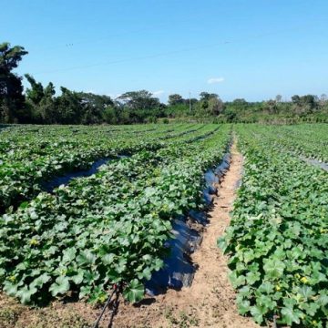 REFORMA AGRARIA COMENZARIA CON  LAS TIERRAS CON  EXTINCION DE DOMINIO DE LOS NARCOS.